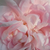 Bianco-rosa - Rose Alba - Maiden's Blush